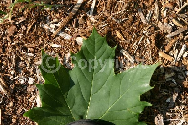 Yellow blooms; Deciduous; Broadleaf