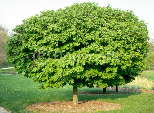 Green blooms; Deciduous; Broadleaf