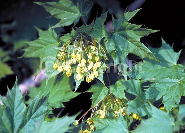 Green blooms; Deciduous; Broadleaf