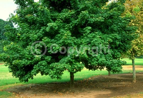 Green blooms; Deciduous; Broadleaf