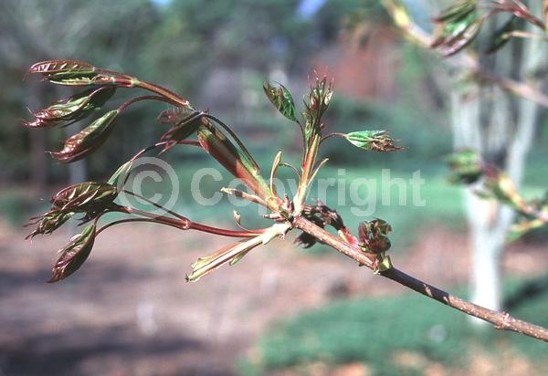 Green blooms; Deciduous; Broadleaf
