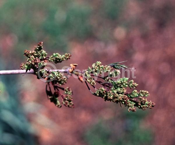 Green blooms; Deciduous; Broadleaf