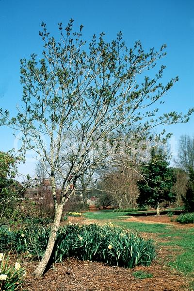 Green blooms; Deciduous; Broadleaf