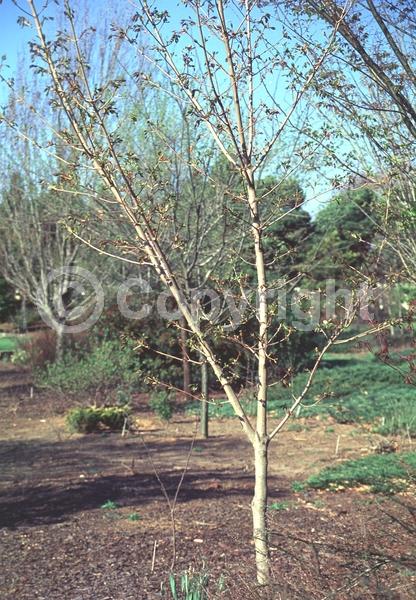 Green blooms; Deciduous; Broadleaf