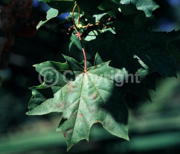 Green blooms; Deciduous; Broadleaf