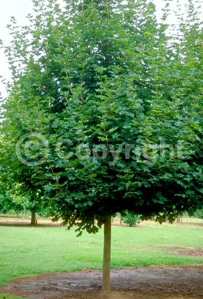 Green blooms; Deciduous; Broadleaf