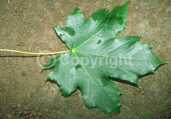 Green blooms; Deciduous; Broadleaf