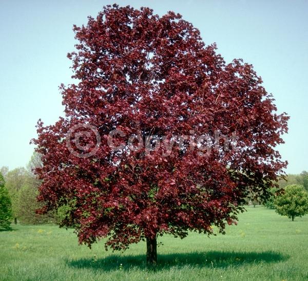 Green blooms; Deciduous; Broadleaf
