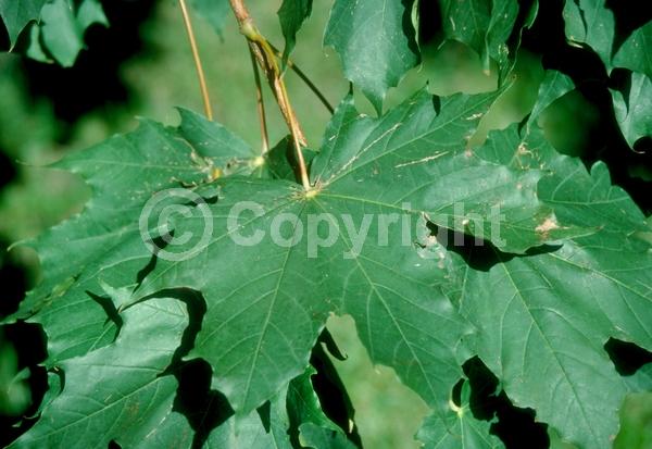 Green blooms; Deciduous; Broadleaf