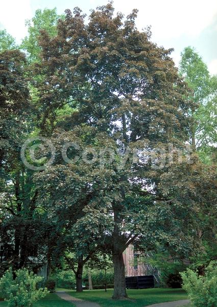 Green blooms; Deciduous; Broadleaf