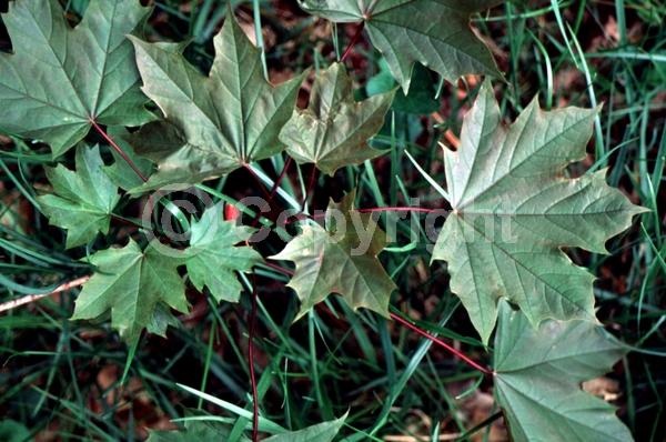 Green blooms; Deciduous; Broadleaf