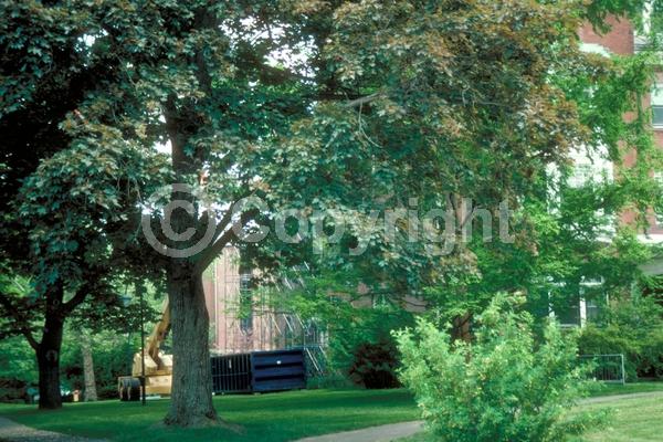 Green blooms; Deciduous; Broadleaf