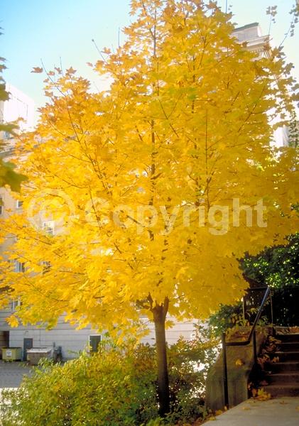 Green blooms; Deciduous; Broadleaf