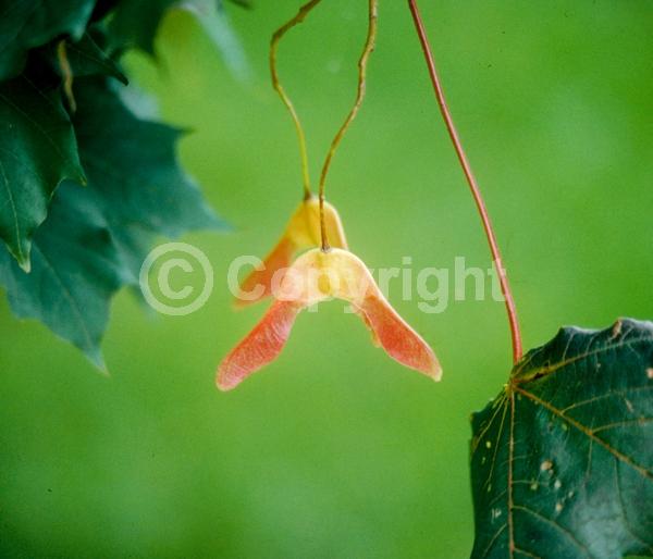Green blooms; Deciduous; Broadleaf
