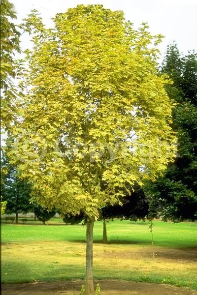 Green blooms; Deciduous; Broadleaf