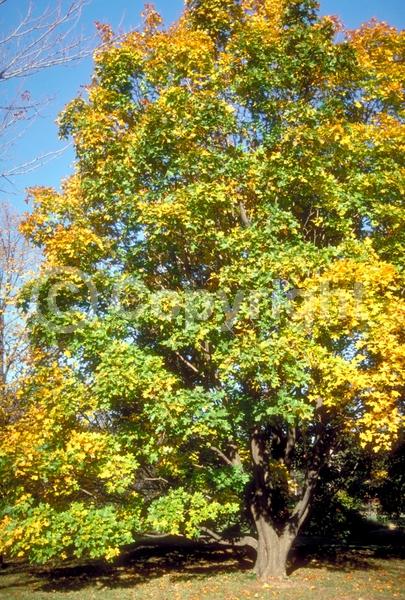 Green blooms; Deciduous; Broadleaf