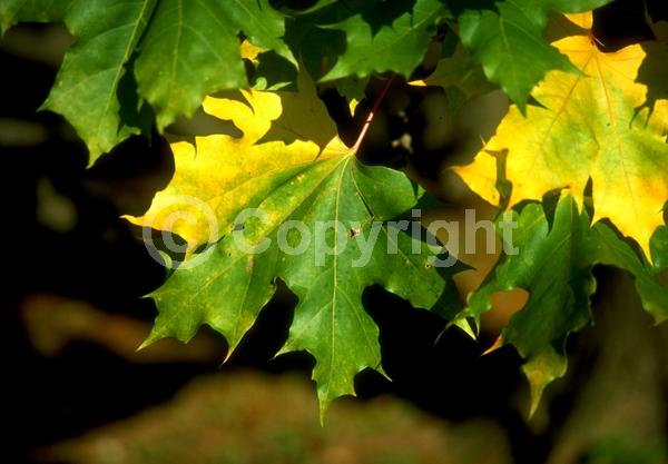 Green blooms; Deciduous; Broadleaf