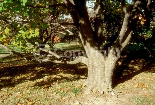 Green blooms; Deciduous; Broadleaf