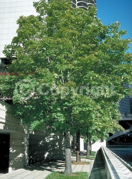 Green blooms; Deciduous; Broadleaf