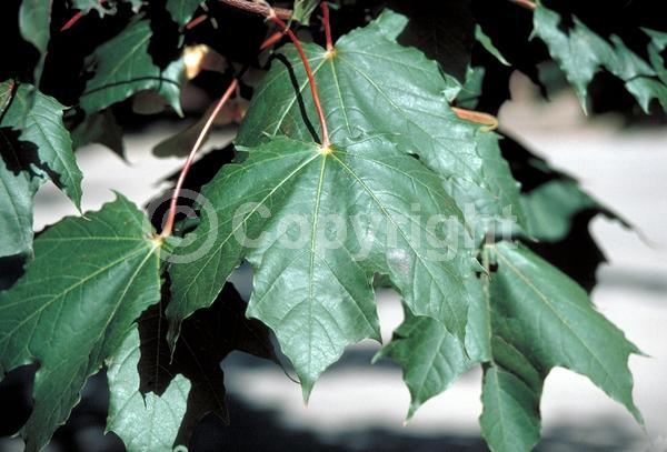Green blooms; Deciduous; Broadleaf