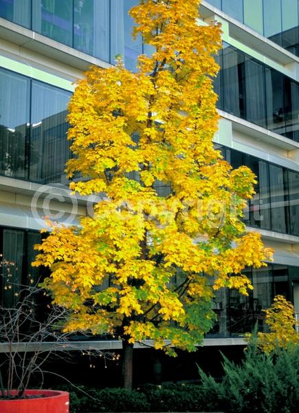 Green blooms; Deciduous; Broadleaf