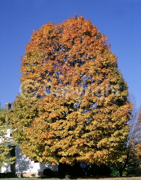 Green blooms; Deciduous; Broadleaf