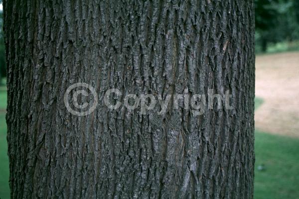 Green blooms; Deciduous; Broadleaf
