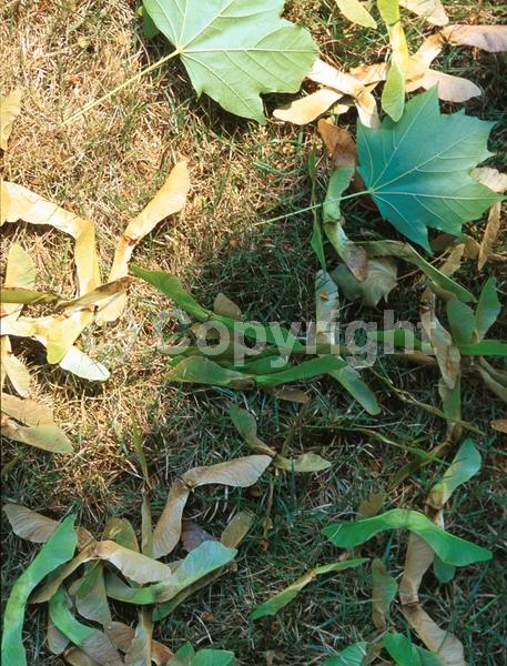 Green blooms; Deciduous; Broadleaf