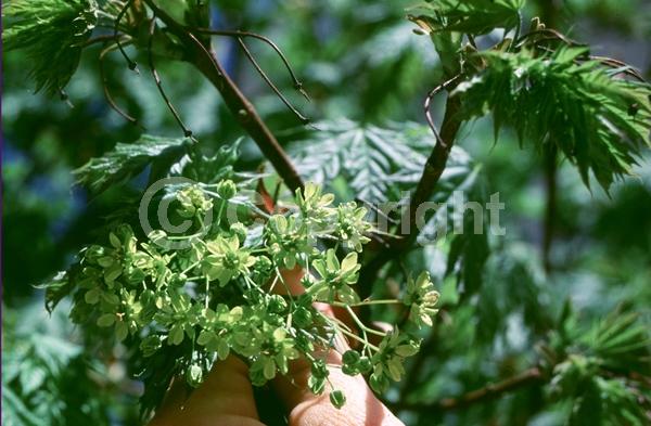 Green blooms; Deciduous; Broadleaf