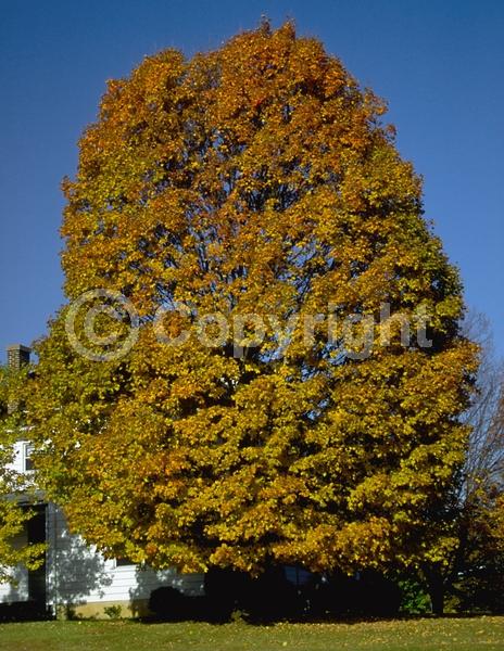 Green blooms; Deciduous; Broadleaf