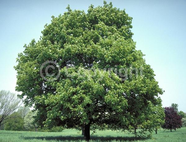 Green blooms; Deciduous; Broadleaf