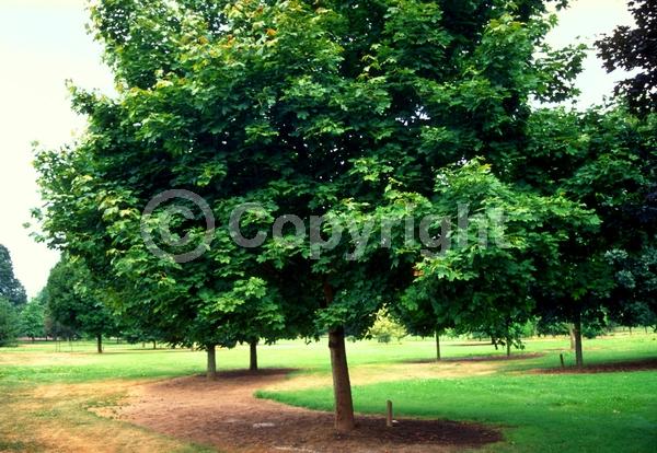 Green blooms; Deciduous; Broadleaf