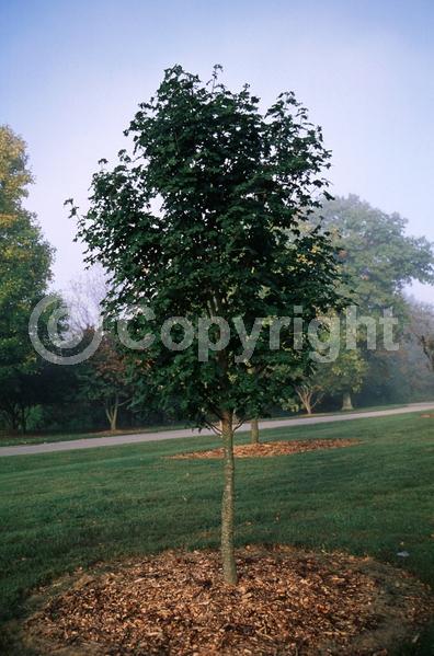 Green blooms; Deciduous; Broadleaf