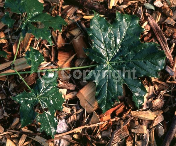 Green blooms; Deciduous; Broadleaf