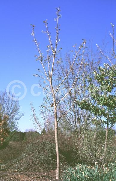 Green blooms; Deciduous; Broadleaf