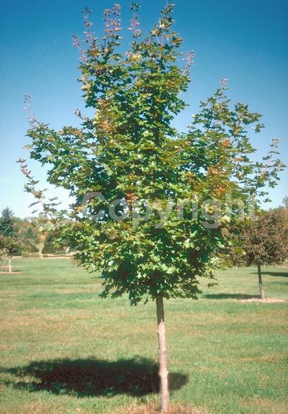 Green blooms; Deciduous; Broadleaf