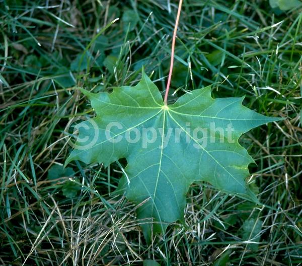 Green blooms; Deciduous; Broadleaf