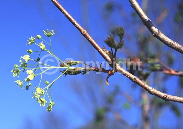 Green blooms; Deciduous; Broadleaf