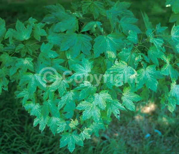 Yellow blooms; Green blooms; Deciduous; Broadleaf