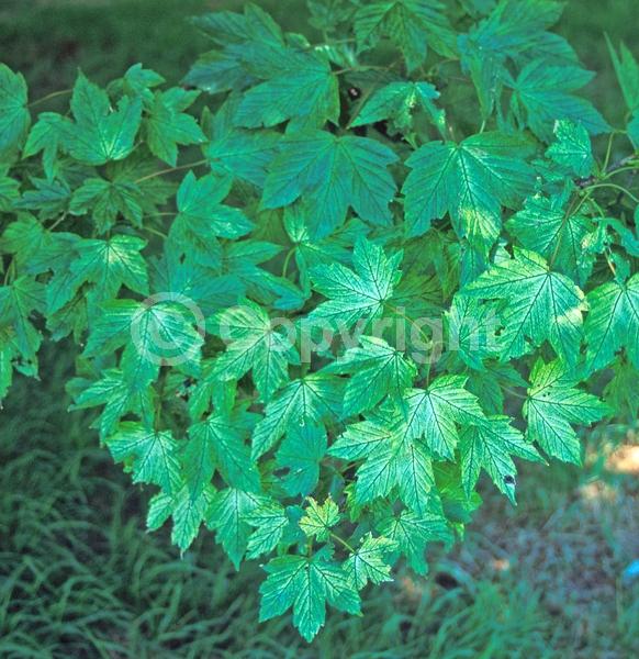 Yellow blooms; Green blooms; Deciduous; Broadleaf