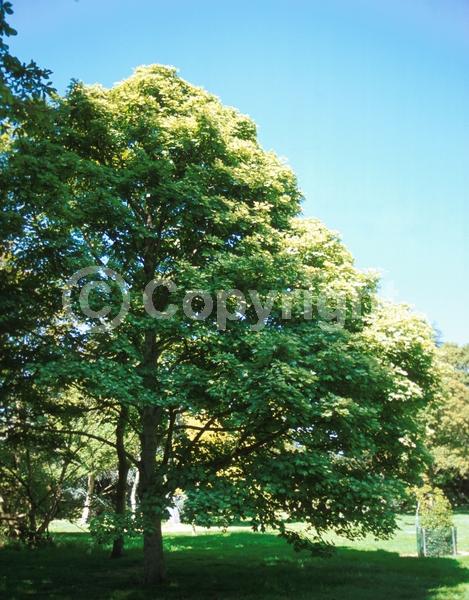 Yellow blooms; Green blooms; Deciduous; Broadleaf
