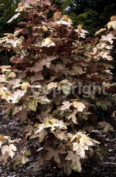 Yellow blooms; Green blooms; Deciduous; Broadleaf