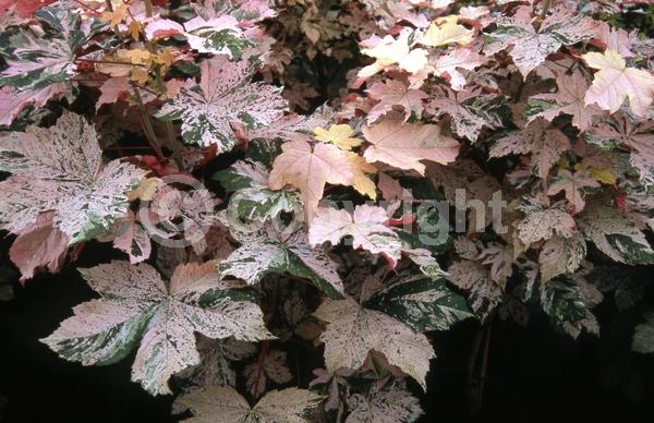 Yellow blooms; Green blooms; Deciduous; Broadleaf