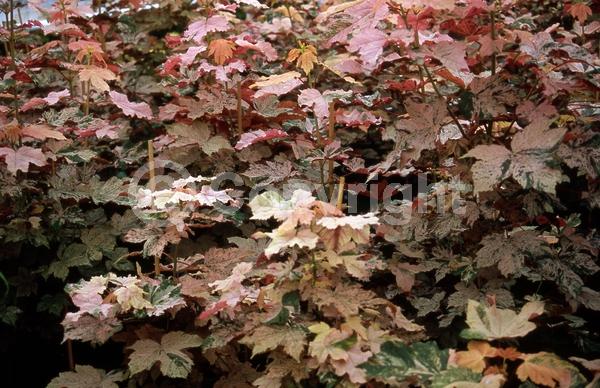 Yellow blooms; Green blooms; Deciduous; Broadleaf