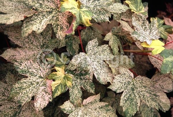 Yellow blooms; Green blooms; Deciduous; Broadleaf