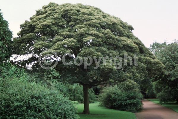 Yellow blooms; Green blooms; Deciduous; Broadleaf