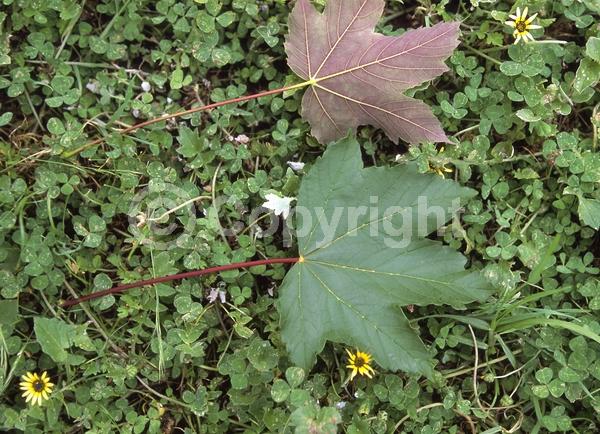 Yellow blooms; Green blooms; Deciduous