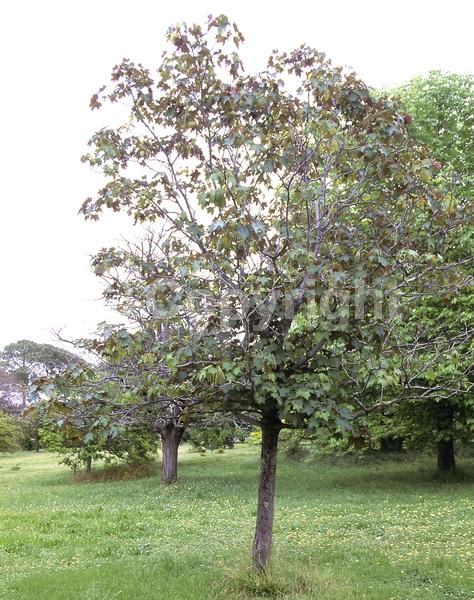 Yellow blooms; Green blooms; Deciduous