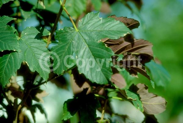 Yellow blooms; Green blooms; Deciduous; Broadleaf