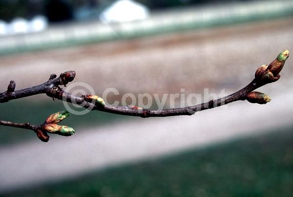 Yellow blooms; Green blooms; Deciduous; Broadleaf